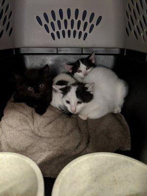 The 3 scared outside kittens I found.