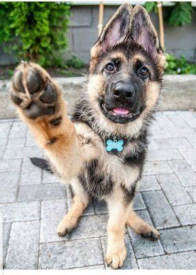 Hi! Please call paws in paws for all your pet needs!