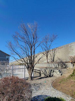 Quality Landscaping Maintenance