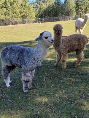 Alpacas posing for pix