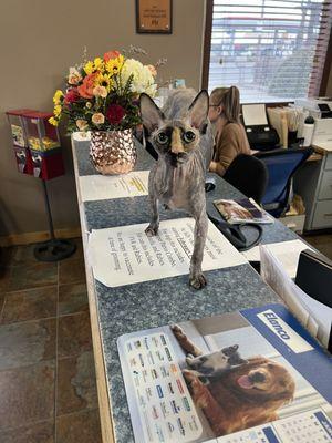Montrose Veterinary Clinic