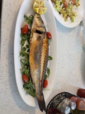 Mediterranean Sea Bass