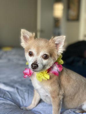 My long hair chihuahua freshly shaved