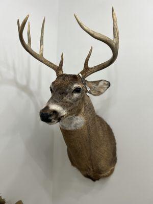 Stillwater Taxidermy