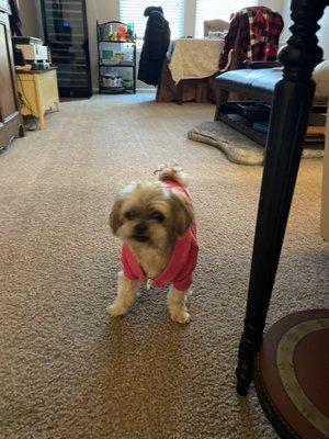 Nikki is 16yrs old with pneumonia. This is her in 2 days after Dr. Thompson and Missy took exceptional care of her!