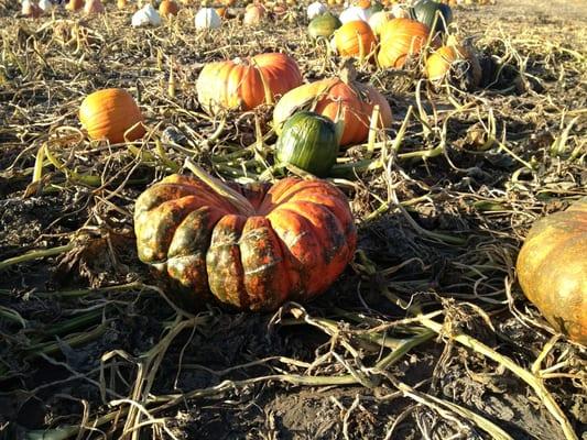 Schaake Pumpkin Patch