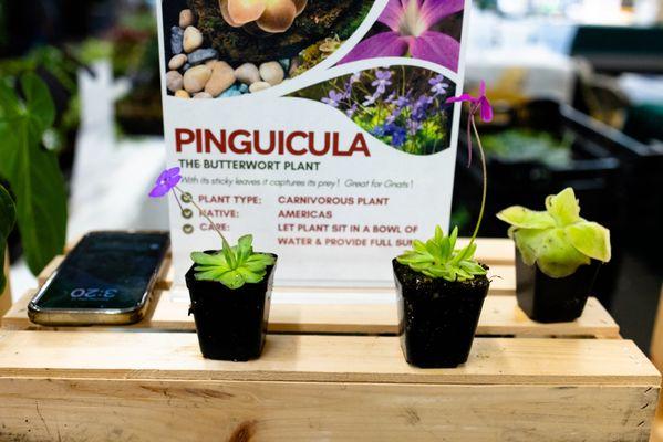 butterworts (at cow palace reptile expo)