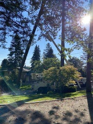 Double Black Diamond Tree Service