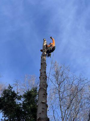 Kingsman Tree Service