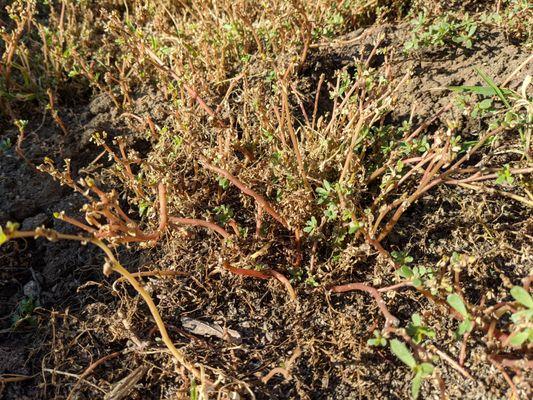 Gaitan Gardening Service