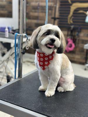 Amarou and Nala happy after their groom.