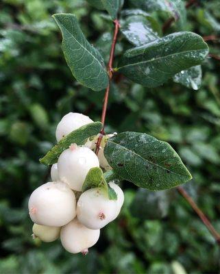 Mineral Springs Park