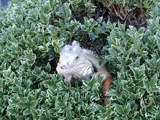 Smiling Zilla wishes you a very happy holiday!