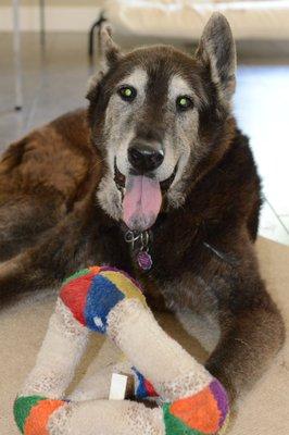 Trusted Animal Services