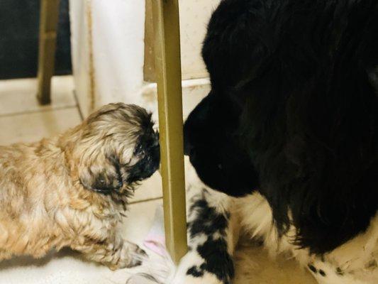 Shih tzu puppy: little body, big heart!