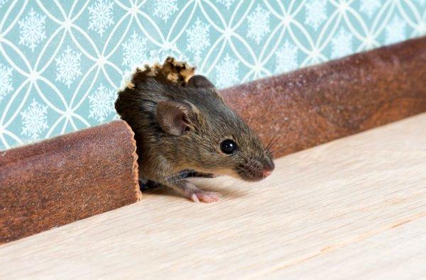 Righteous Rodent Solutions