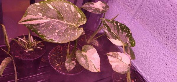 JAG Creations and Propagations