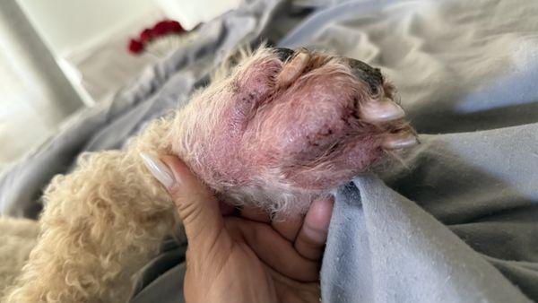 Loving Touch Grooming Salon