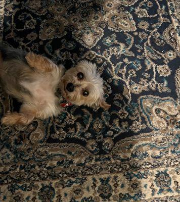 k-9 Bath Body & Boarding