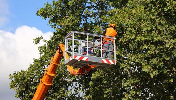 Lock City Tree Removal Solutions