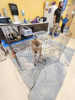 Monkey See Monkey Do Exotic Petting Zoo