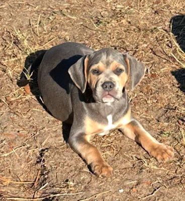 Lorri’s Pet Sitting Service