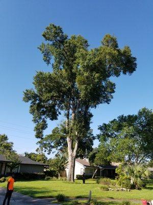 Sunshine State Tree Service