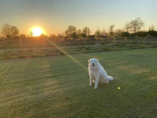 Acre Hill Veterinary Clinic