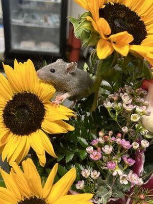 Allan's Pet Center - East LA