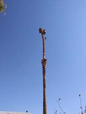 Ace Tree Services Las Vegas