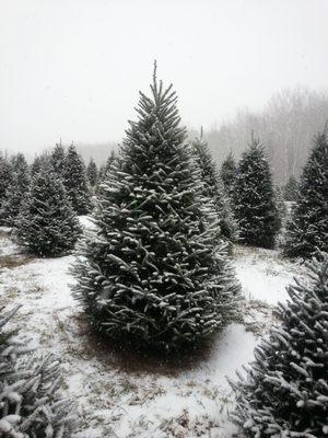 Happy Land Tree Farms