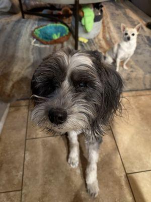 Eye Care For Animals