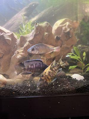 Several of my son's new cichlids.