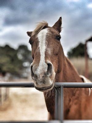 Hidden Potential Coaching Services