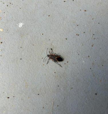 Paragon Pest Solutions