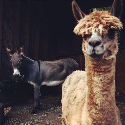 Bella Luna Farm & BoHo Girl Designs