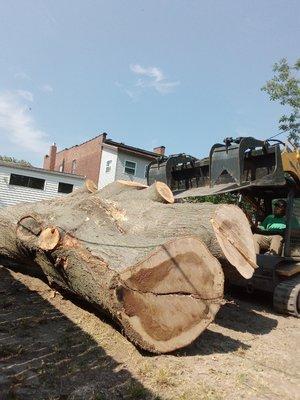 Tree Removal And Lawn Service