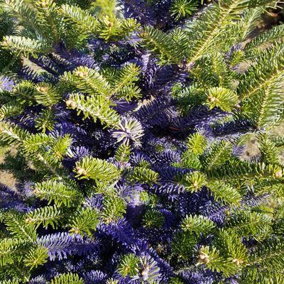 East Wind Christmas Tree Farm