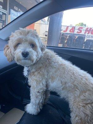 All Pro Dog & Cat Grooming