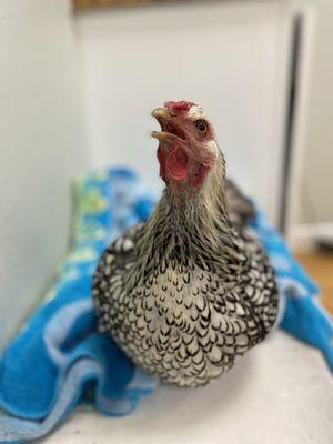 Migratory Avian Services