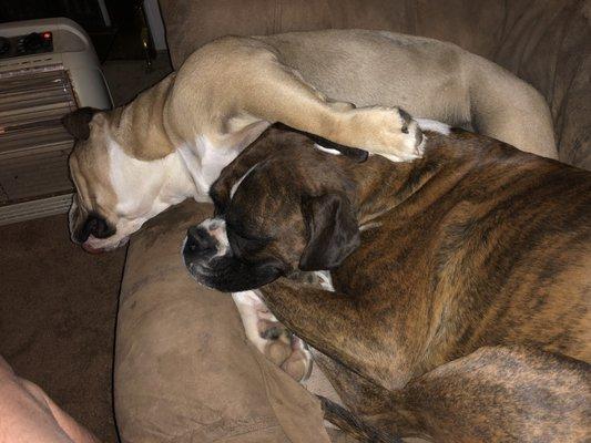 Winston and Khaleesi like cabeza, too.