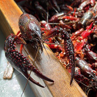 4/16/23 We are OPEN!