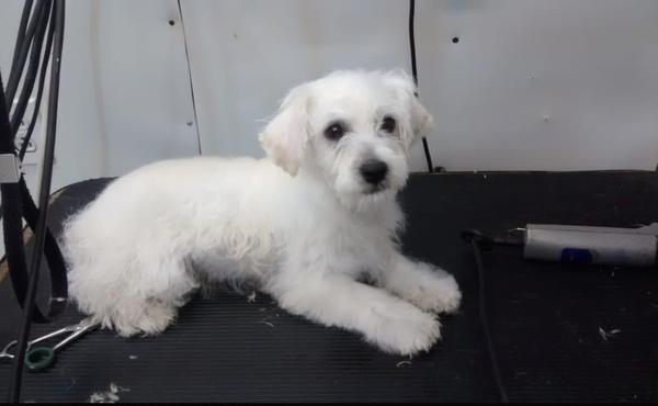 Whats Up Dog Mobile Pet Grooming