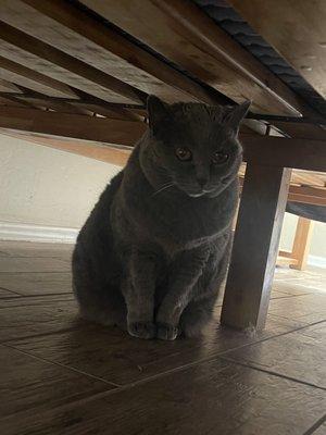 Creature Comforts Pet sitting