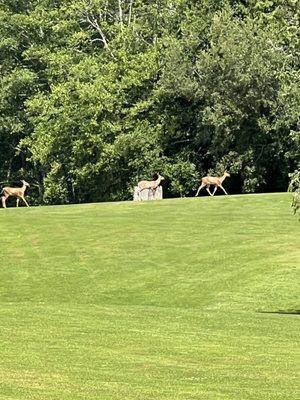 Deer Crossing2