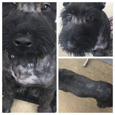 Fur Tamers Pet Salon