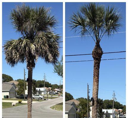 Colton's Tree Service
