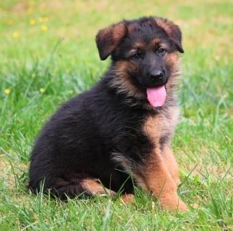 Acelin German Shepherds