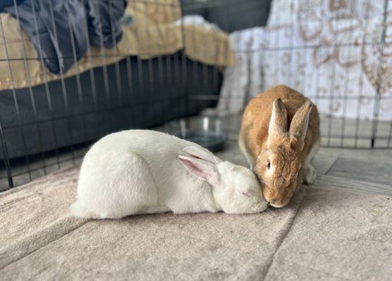 My happily bonded (vaccinated & fixed) pair