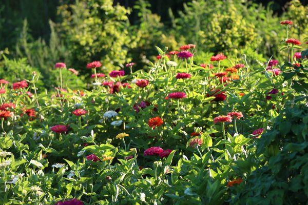North Fork Flower Farm